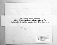Lactarius piperatus image